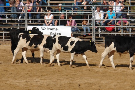 rodeo