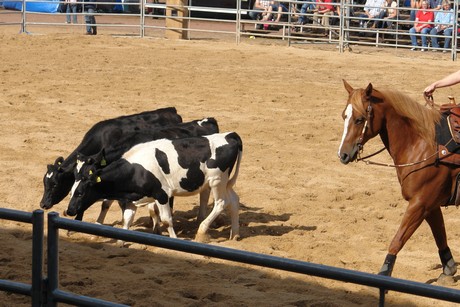rodeo