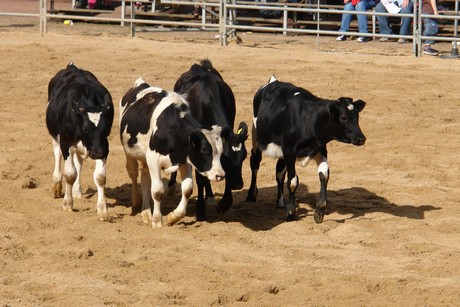 rodeo