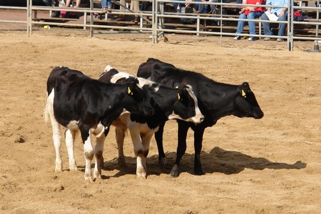 rodeo
