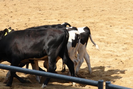 rodeo