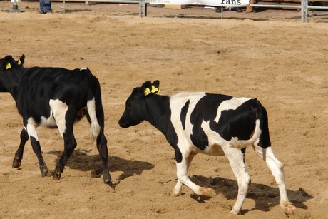 rodeo