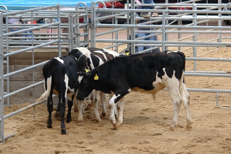 rodeo