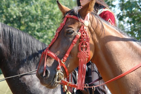 spectaculum