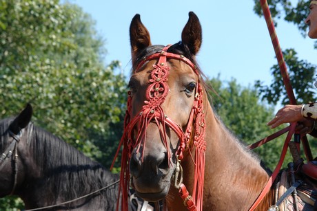 spectaculum