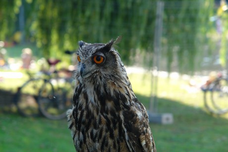 spectaculum