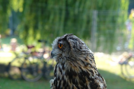 spectaculum