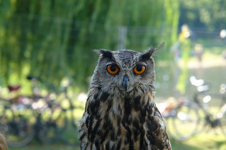 spectaculum