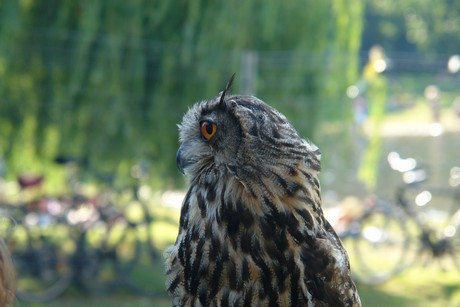 spectaculum