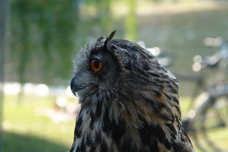 spectaculum