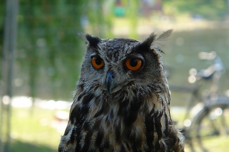 spectaculum
