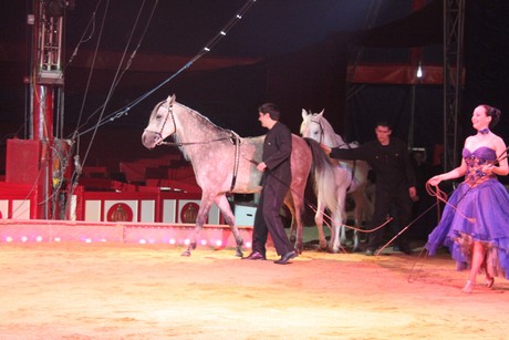 circus-krone