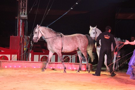 circus-krone
