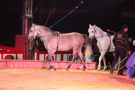circus-krone