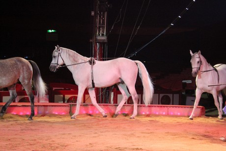 circus-krone