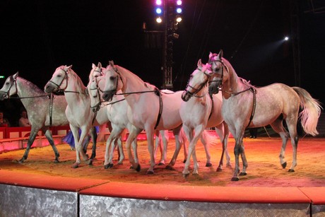 circus-krone