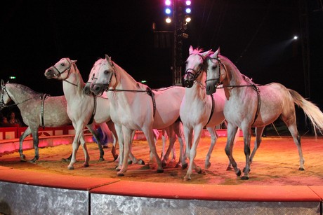 circus-krone