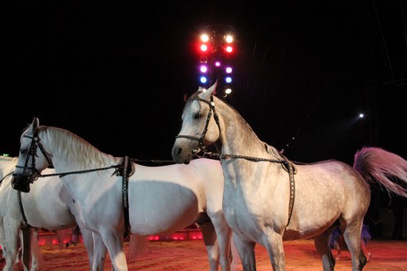 circus-krone