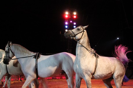 circus-krone