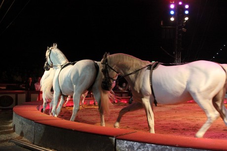 circus-krone