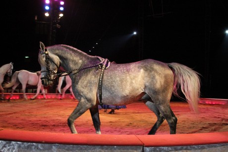 circus-krone