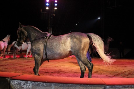 circus-krone