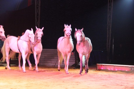 circus-krone