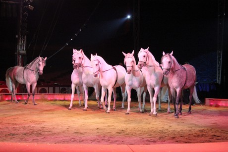 circus-krone