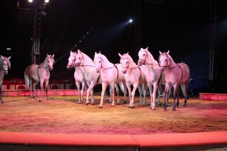 circus-krone