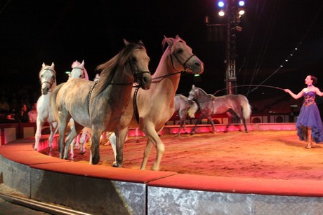 circus-krone