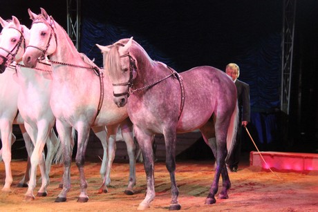 circus-krone