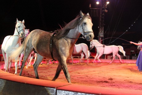 circus-krone