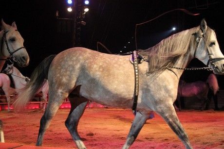 circus-krone