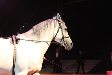 circus-krone