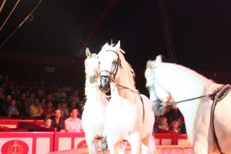 circus-krone