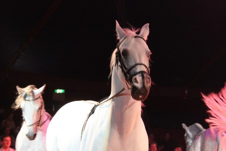 circus-krone