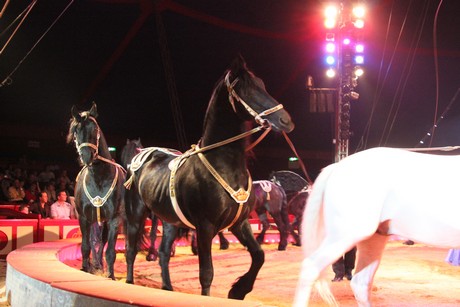 circus-krone