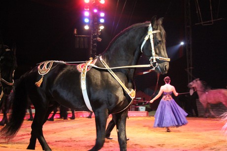 circus-krone