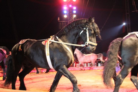 circus-krone