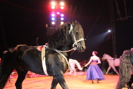 circus-krone