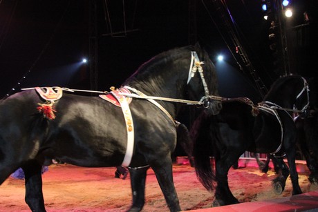 circus-krone
