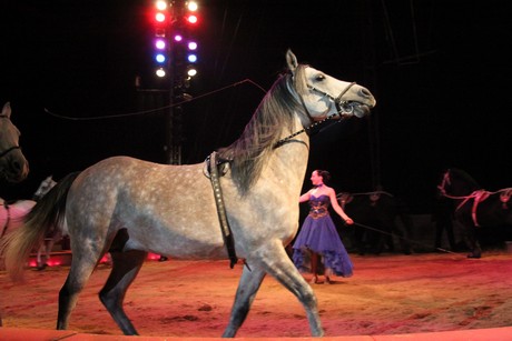 circus-krone