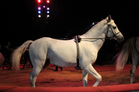 circus-krone