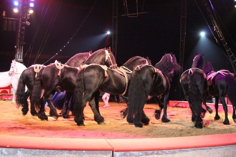 circus-krone