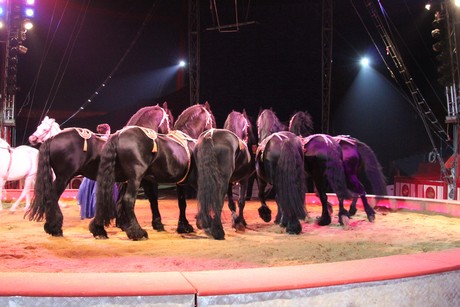 circus-krone