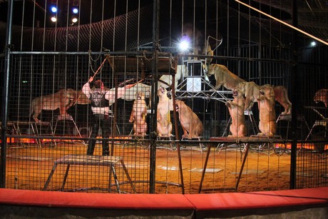 circus-krone