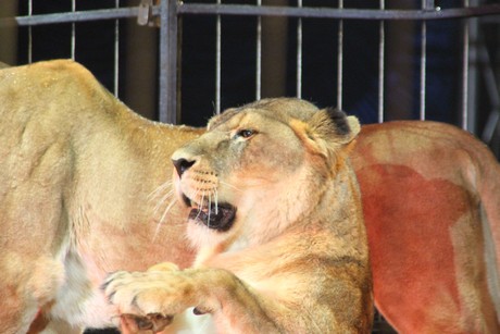 circus-krone