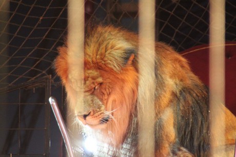 circus-krone