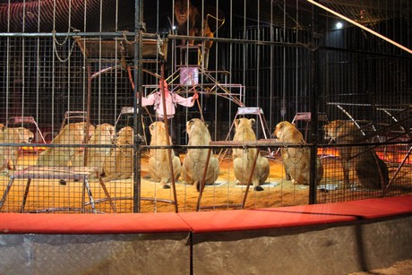circus-krone
