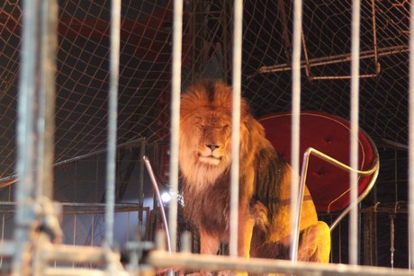 circus-krone